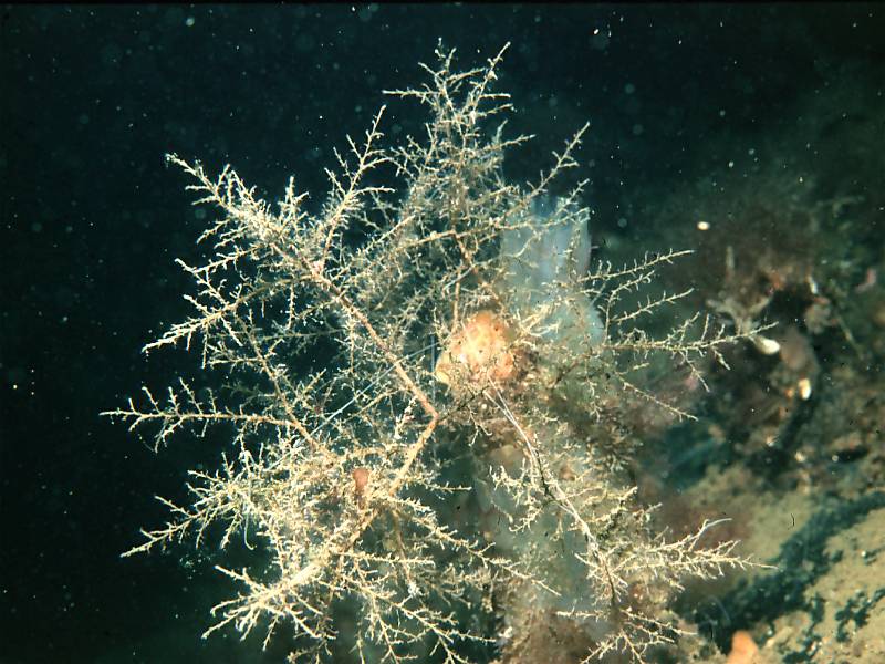 Bougainvillia ramosa